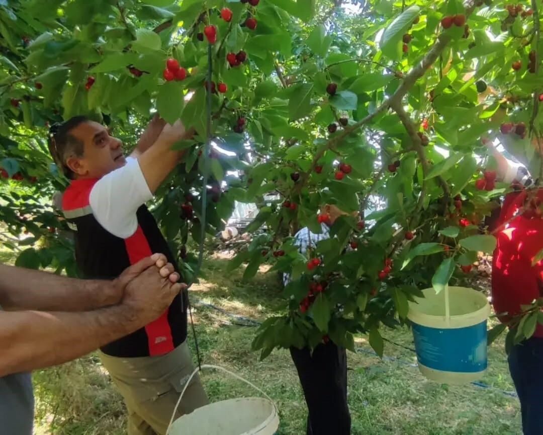 Aydın'da kiraz hasadı sürüyor