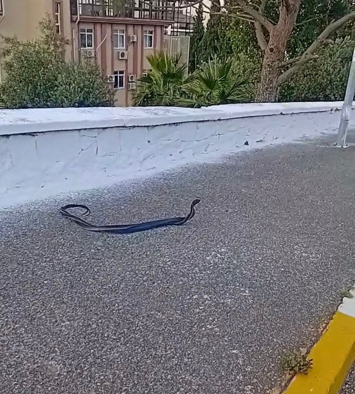Aydın Bozdoğan’da Yılanlar Kamera Ile Görüntülendi (1)