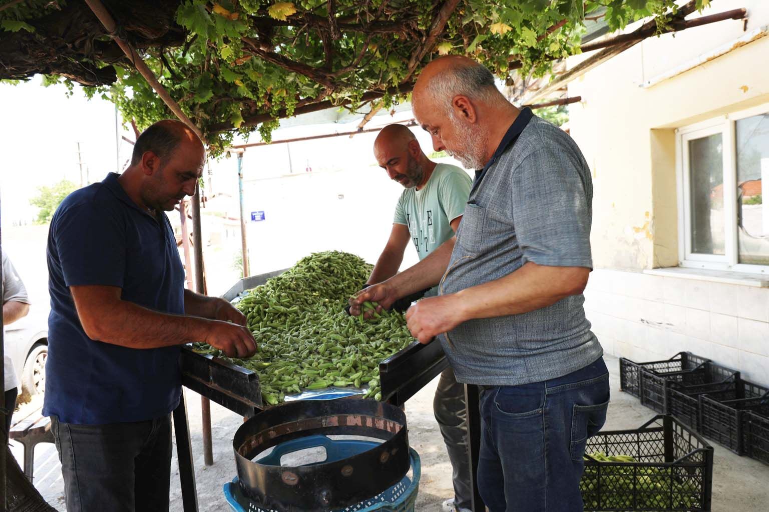 Aydın’dan Türkiye’nin dört bir yanına gönderiliyor