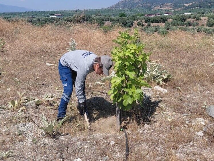 Buharkent'te Ilek Bahçelerinde Bakım Çalışmaları Sürüyor (8)