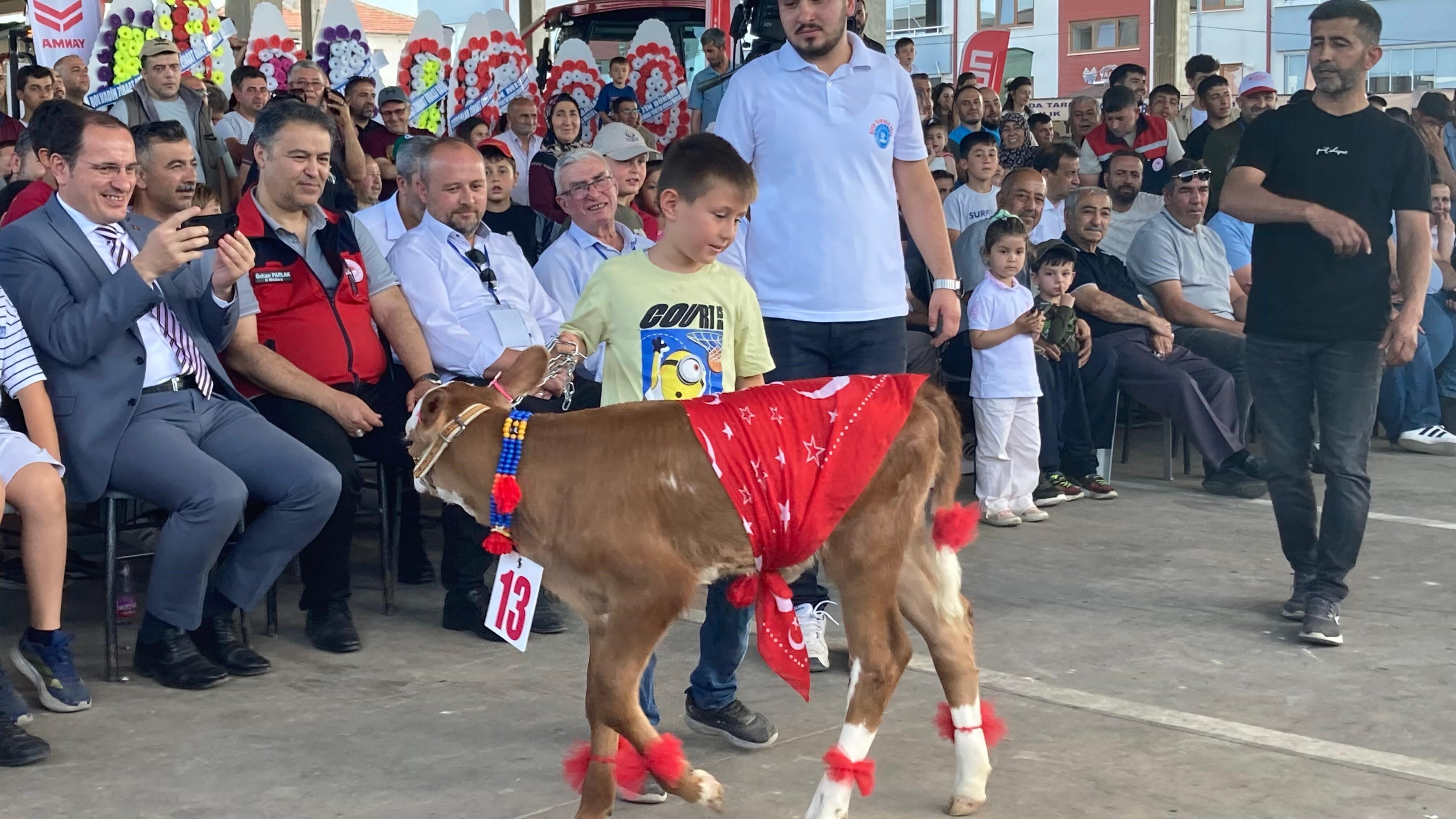 En Güzel Buzağıyı Seçtiler (4)