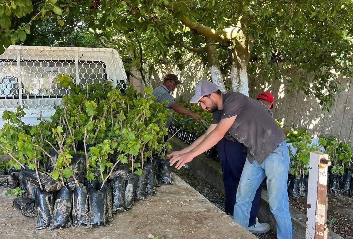 İki Kardeşten Üzüm Üretimine Milyonluk Katkı (3)