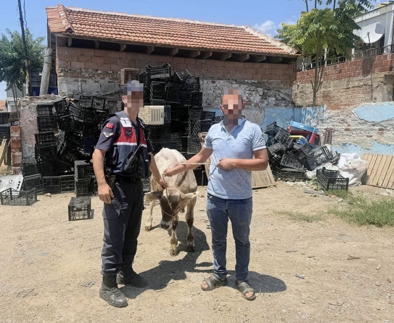 İncirliova’da ahırdan çalınan büyükbaş hayvan bulundu