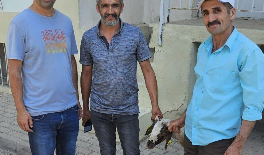 Nazilli’de tek tek kapılara toslayan kuzu sahibini buldu