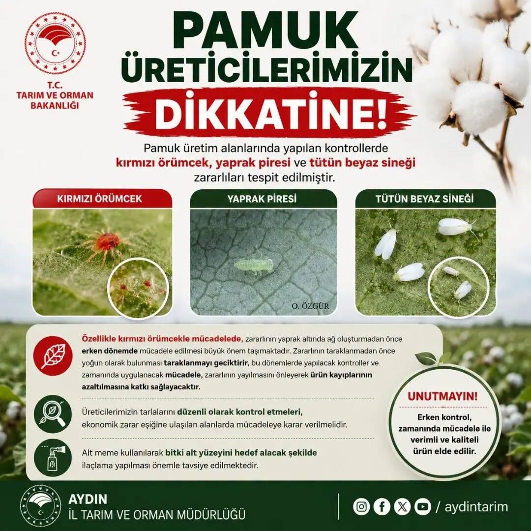 Aydın’da Pamukta Kırmızı Alarm (1)