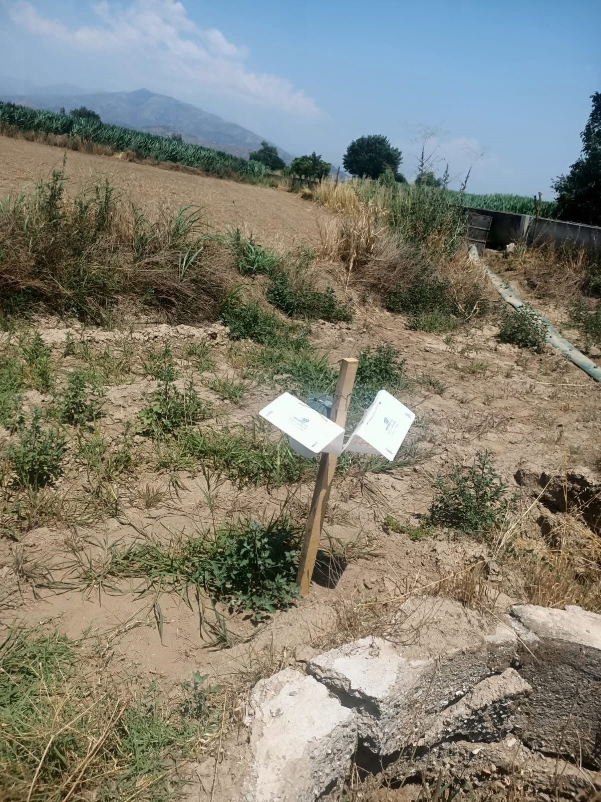 Aydın’da Tarımda Tehlike (4)