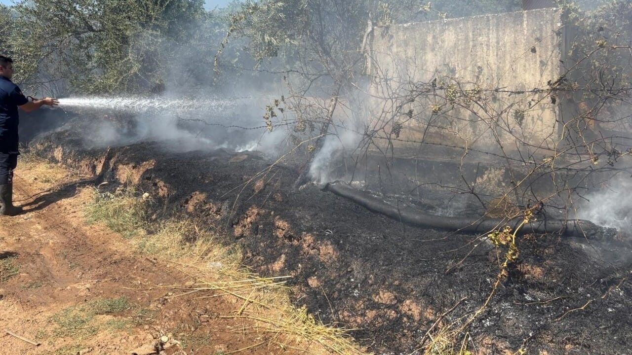 Aydın’da zeytinlik alanda yangın çıktı