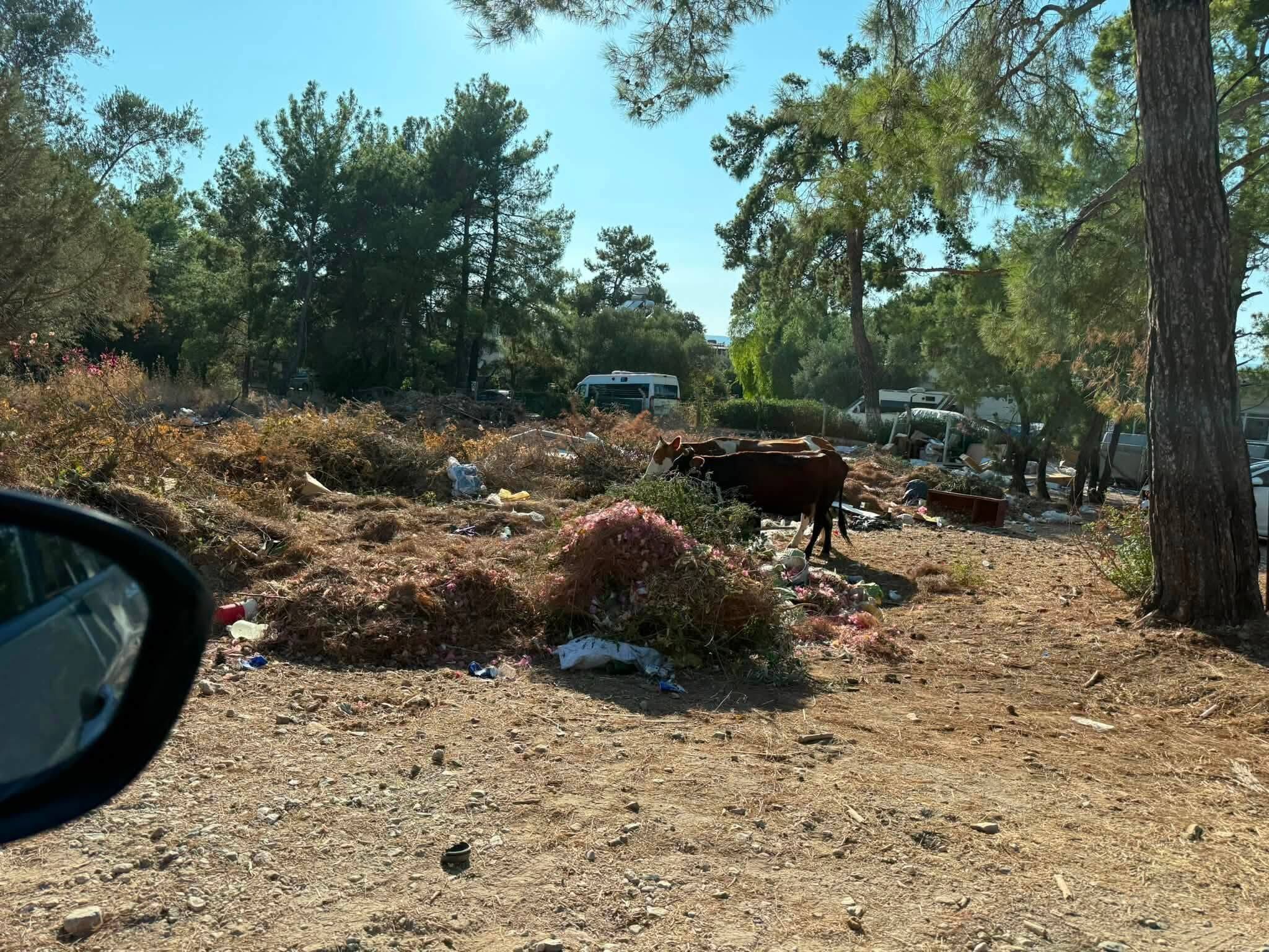 Didim’de Çöp Sorunu Kontrolden Çıktı, Çöp Yığınları Arasında Inekler Otlamaya Başladı (1)