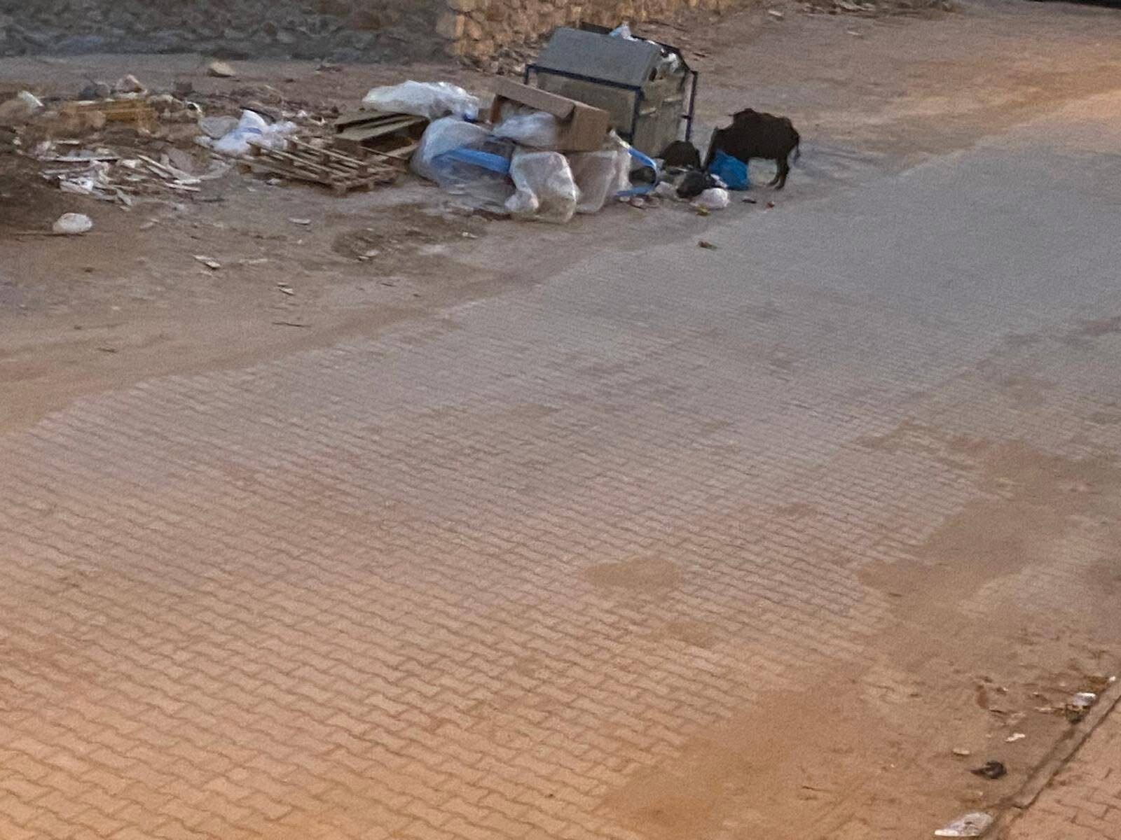 Didim’de Çöpler Toplanmıyor, Yaban Domuzları Mahalleleri Mesken Tutuyor (3)