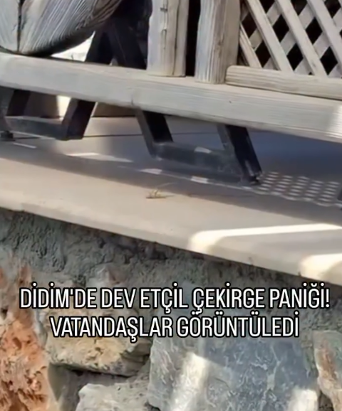 Etçil Çekirge (1)-1