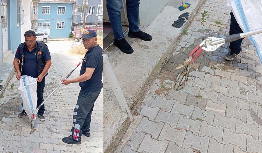 Evlerden yılanlar çıkmaya başladı