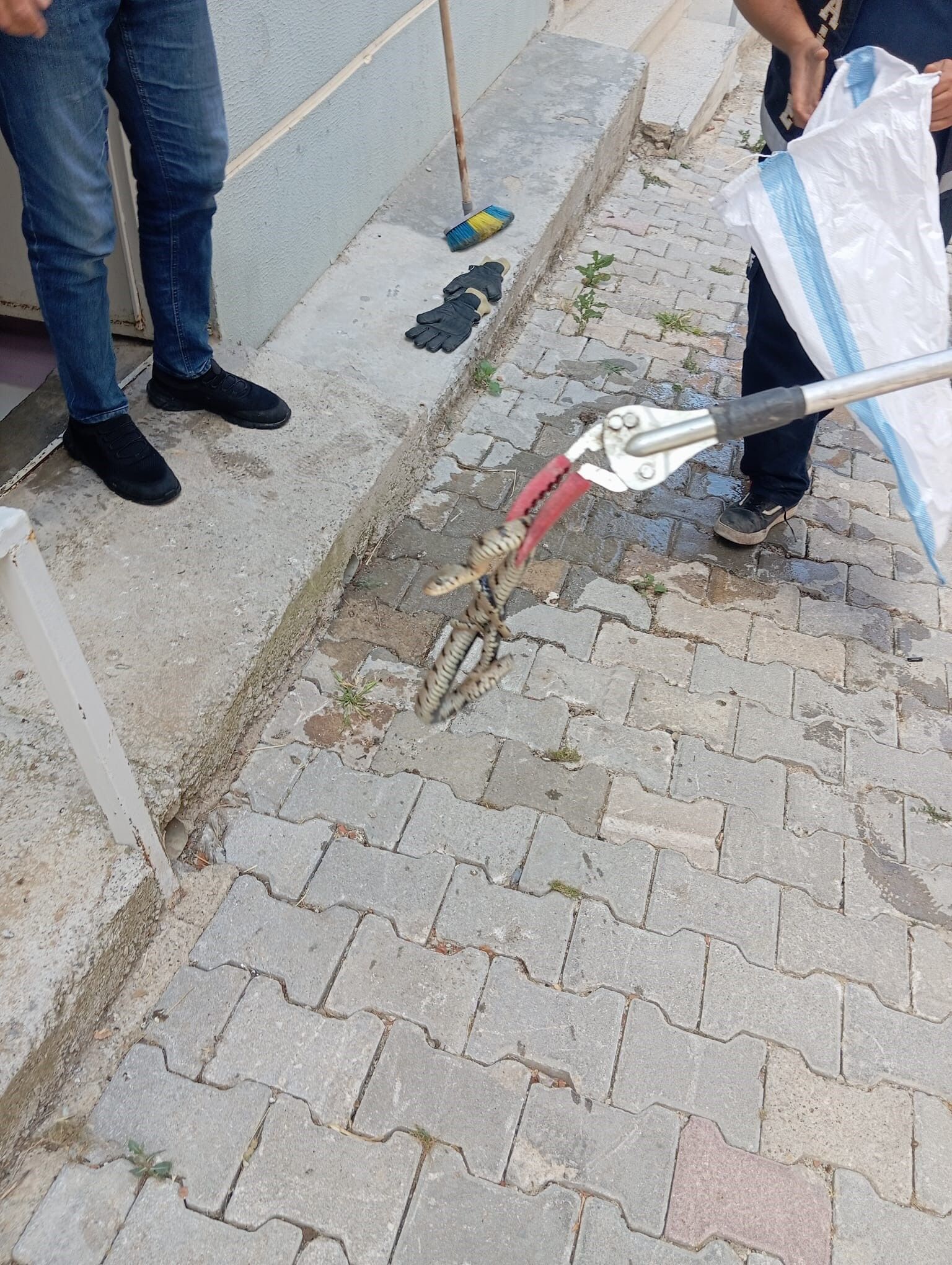 Evlerden Yılanlar Çıkmaya Başladı (3)