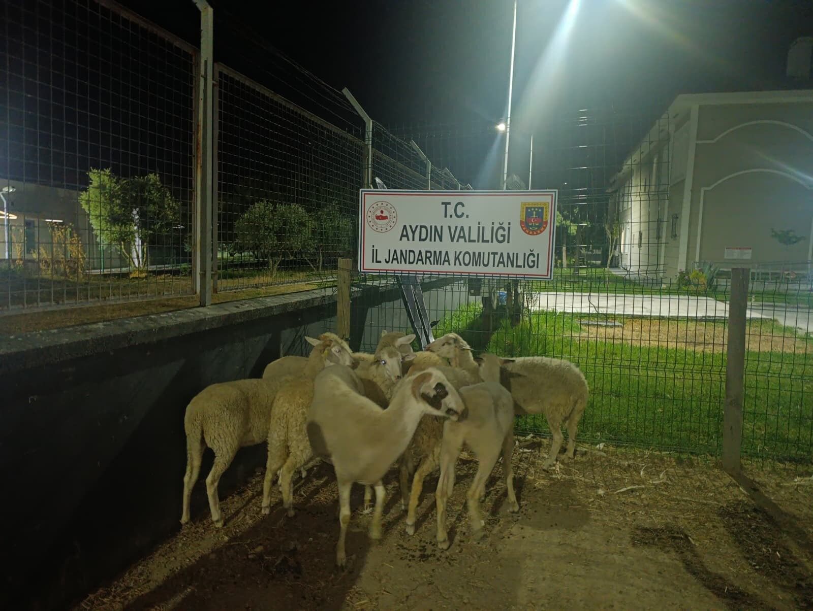 Koçarlı'da 15 koyun evin bahçesinden çalındı