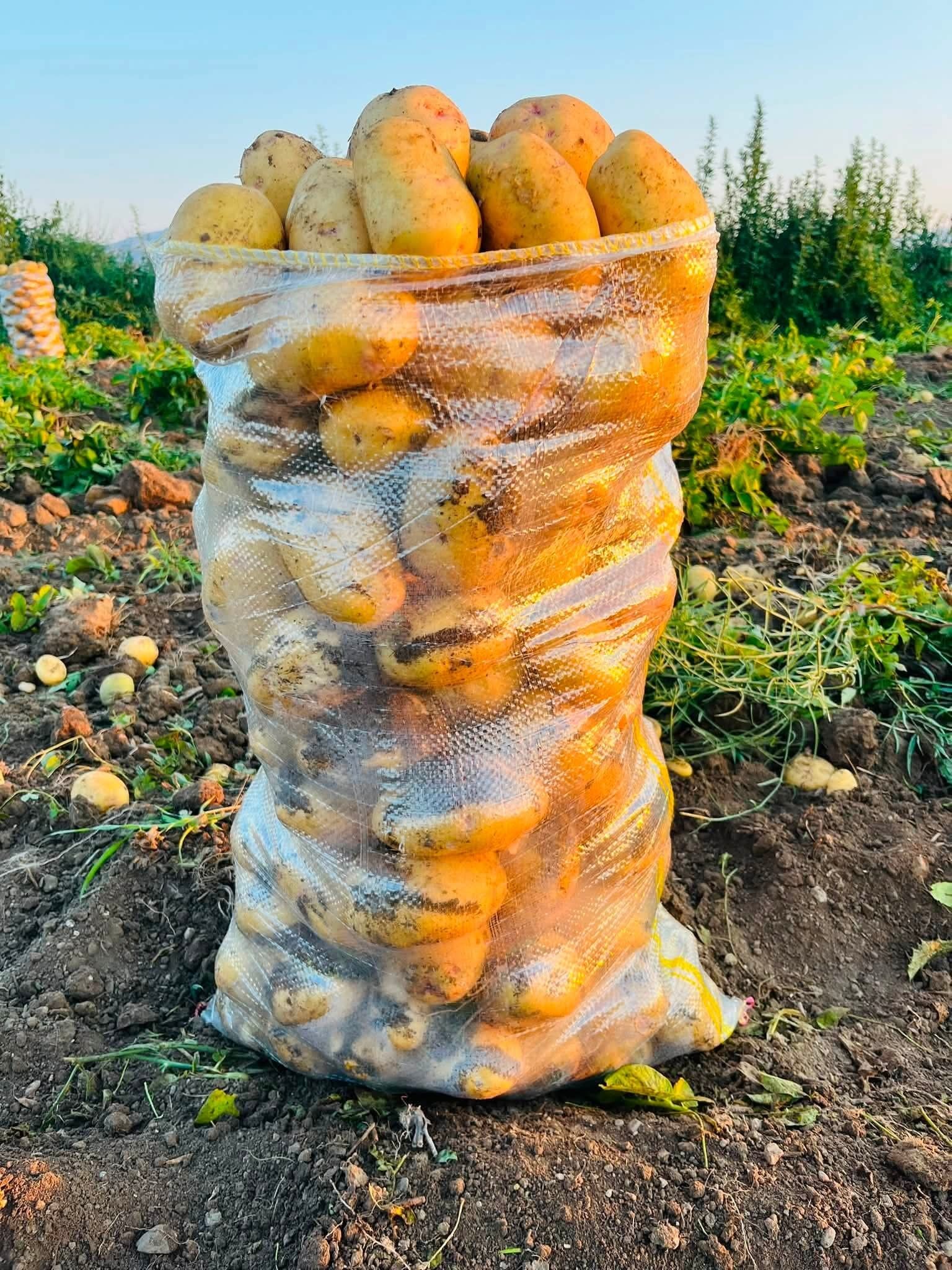 Patates Hasadı Başladı (1)