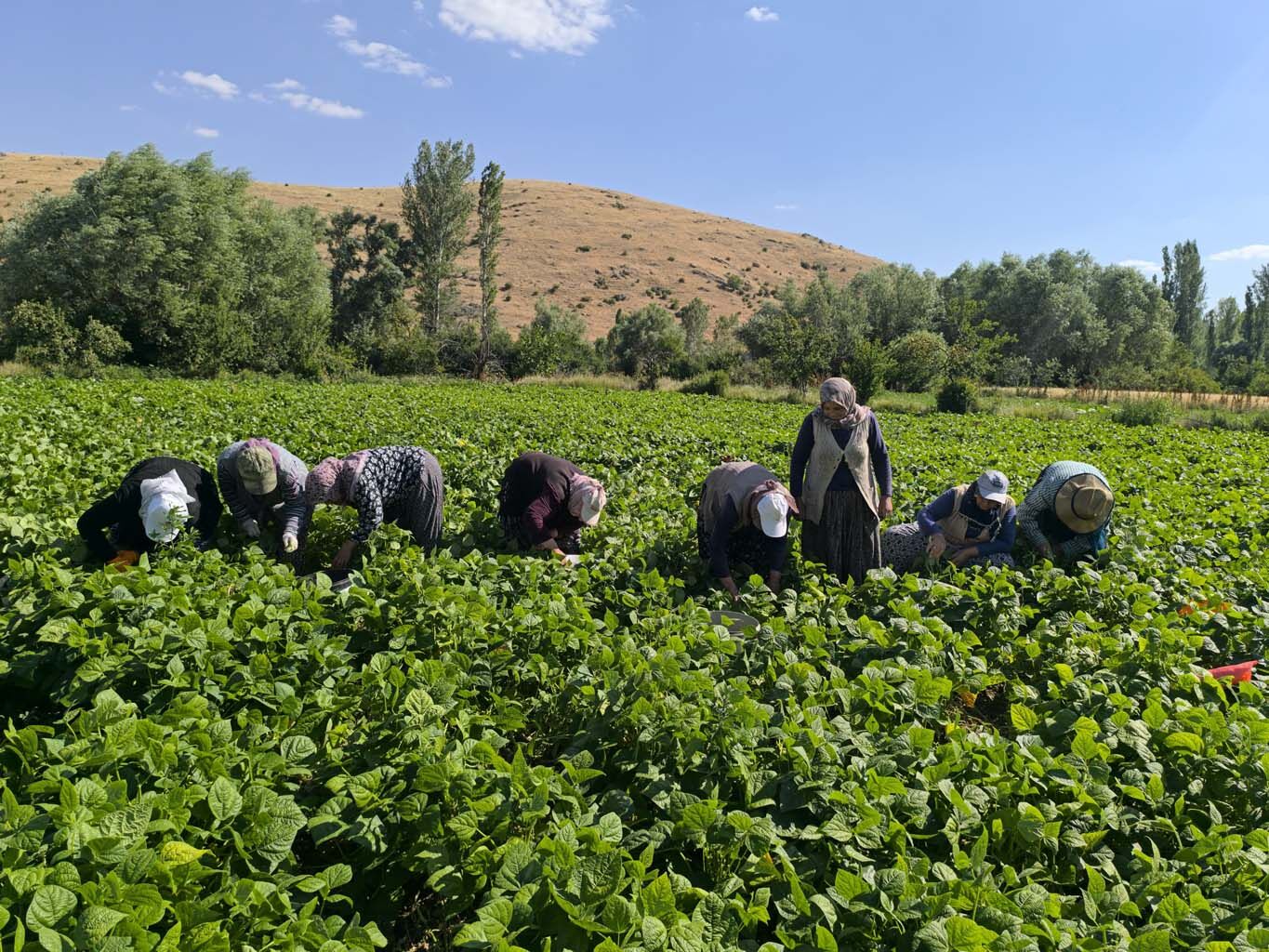 Sabah 730’Dan Akşam 1800’E Kadar 1000 Tl’ye Çalışıyorlar (2)