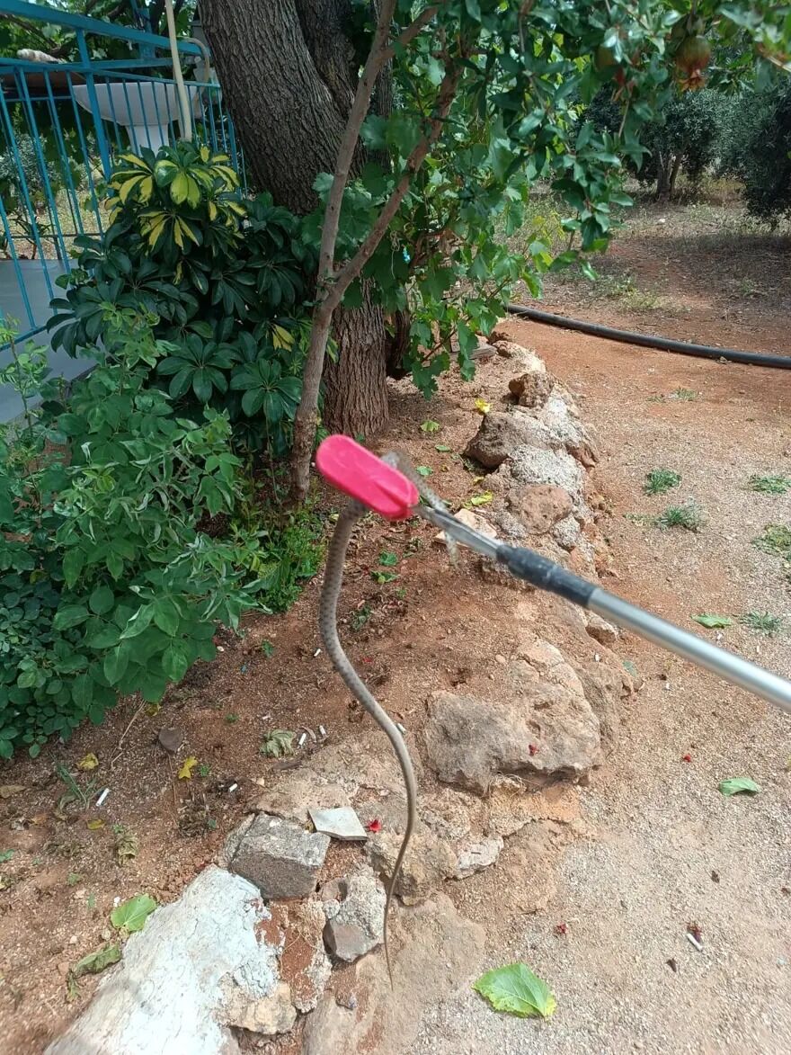 Sıcak Hava Yılanları Harekete Geçirdi.. Evlere Kadar Girmeye Başladılar (2)