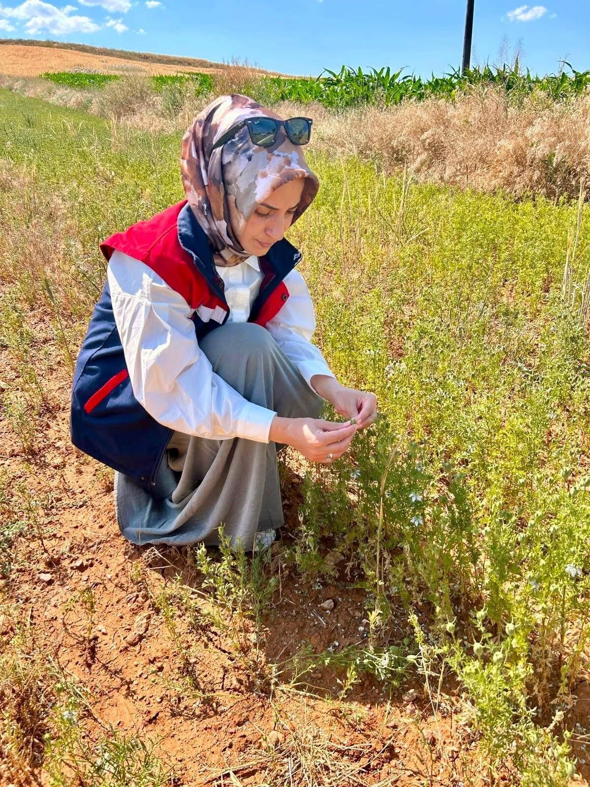 Tarlalar Didik Didik Ediliyor (1)