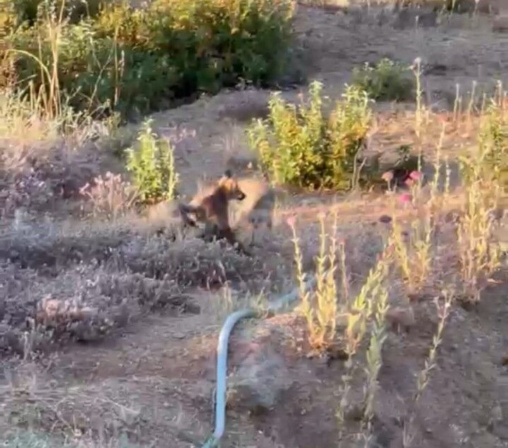 Tilkiler Şehir Merkezine Indi (1)