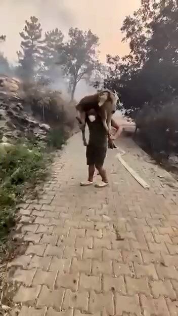 Yangından Kurtardığı Keçiyi Sırtında Taşıdı (2)