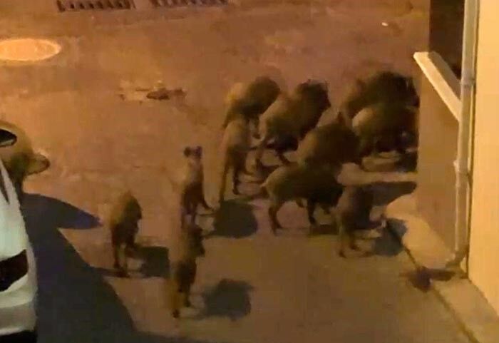 Kuşadası Belediyesi çöpleri toplamıyor, yaban domuzları mahallelerde cirit atıyor