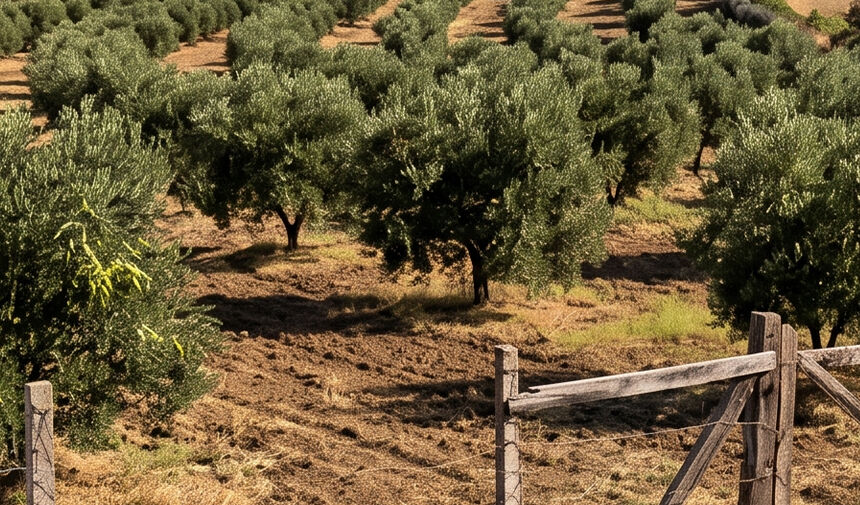 Aydın’da acı olay.. Zeytinlikte cansız bedeni bulundu