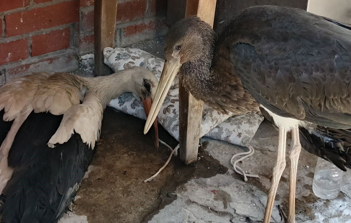 Aydın’da Leylek Yavrularının Yolculuğu Kötü Bitti (3)