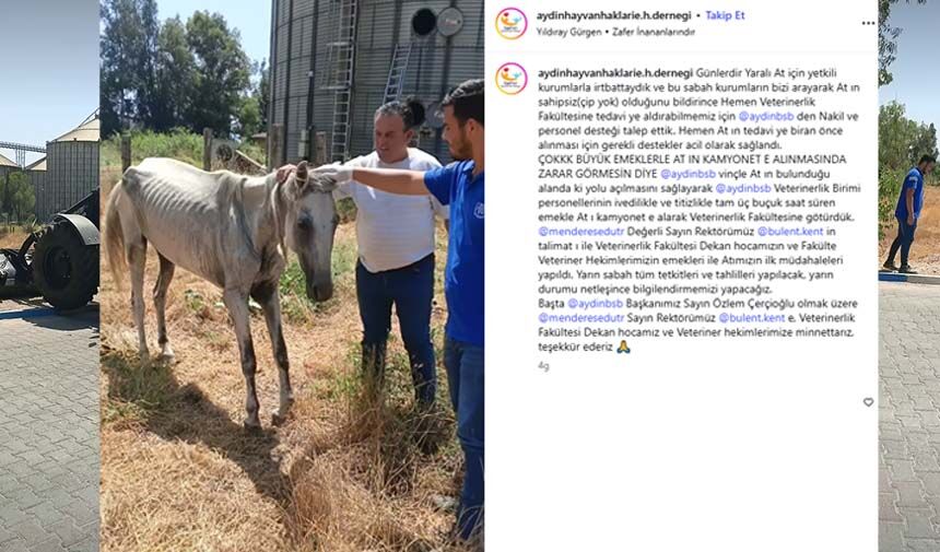 Başkan Çerçioğlu Talimat Verdi, Büyükşehir Ekipleri Yaralı At Için Harekete Geçti (2)
