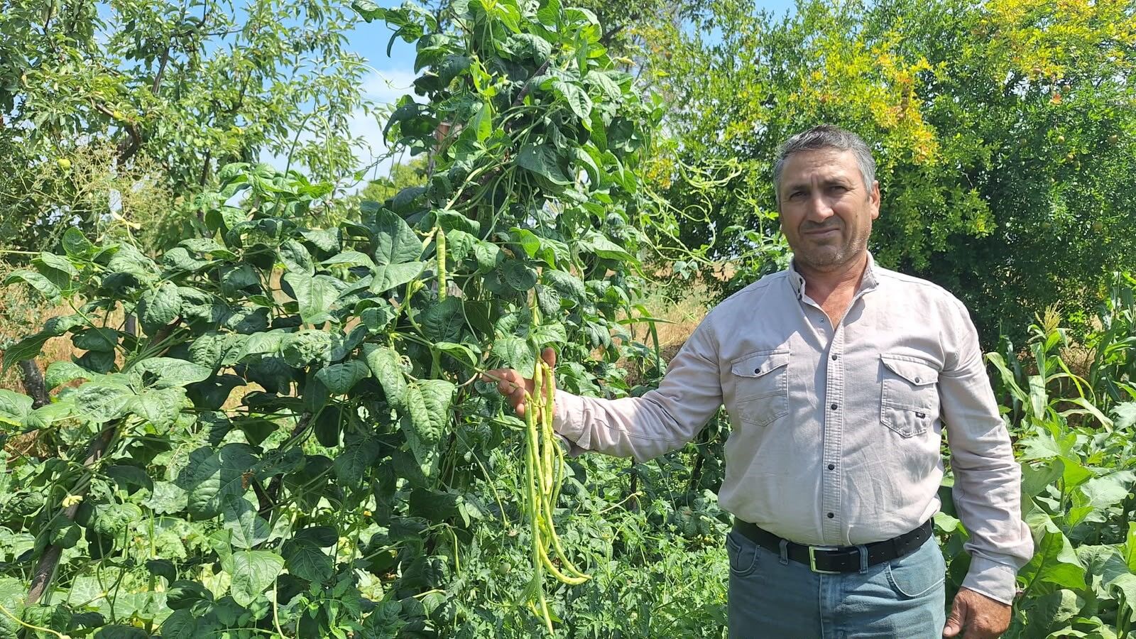 Börülce Üreticisinin Yüzü Gülüyor (2)
