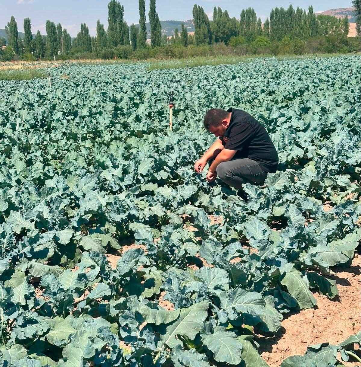 Brokoli Tarlalarında Inceleme Başlatıldı (2)