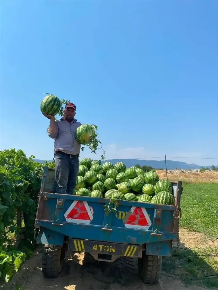 'Bu Fiyata Satmam' Dedi! Üreticinin Karpuz Için Bulduğu Çözüm Şaşırttı (1)