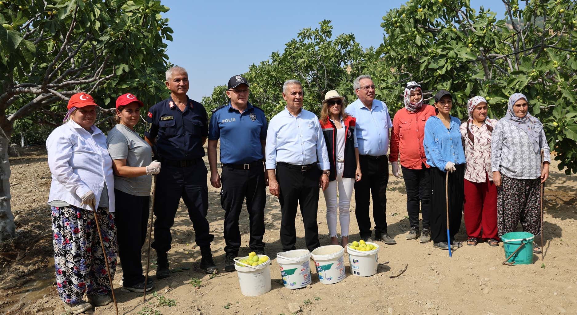 Buharkent'te Taze Incir Hasadı Başladı (1)