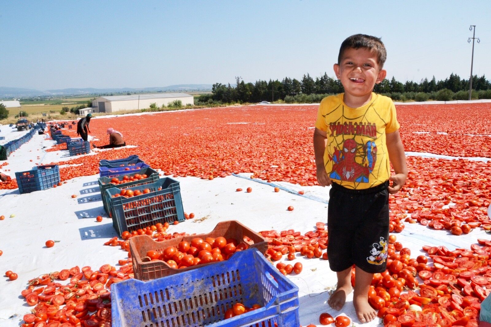 Domatesler Güneşle Buluştu, Ova Kırmızıya Büründü (4)