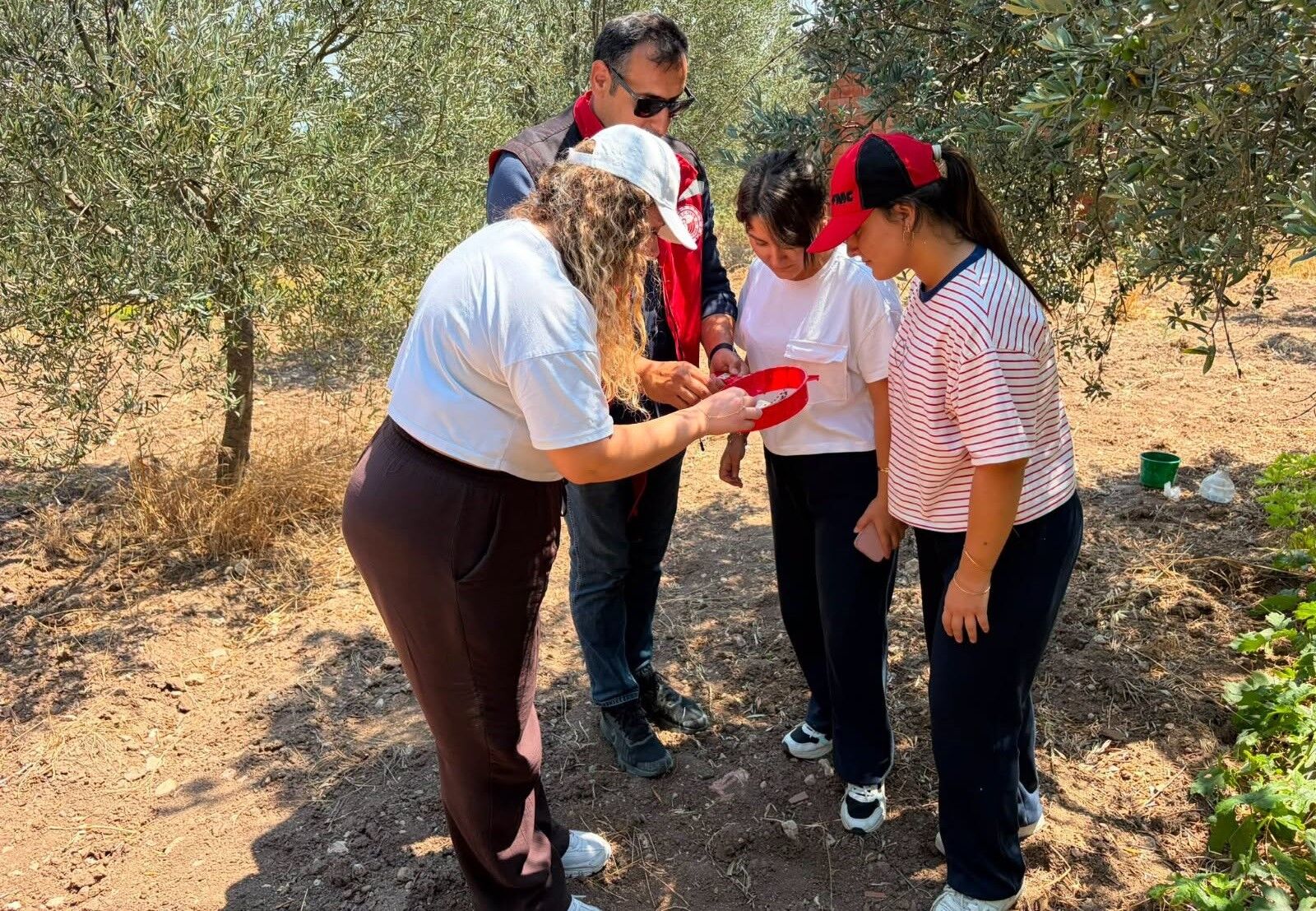 Ekipler Zeytin Ve Meyve Bahçelerinde Inceleme Başlattı (3)