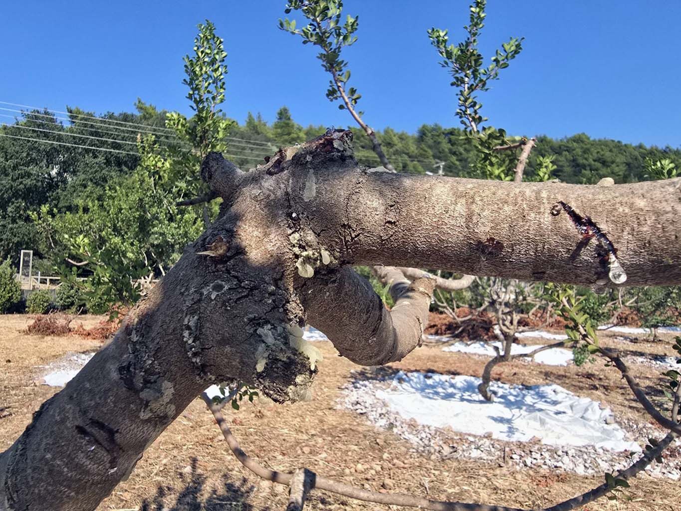 Hasat Başladı, Kilosu 50 Bin Lira (4)