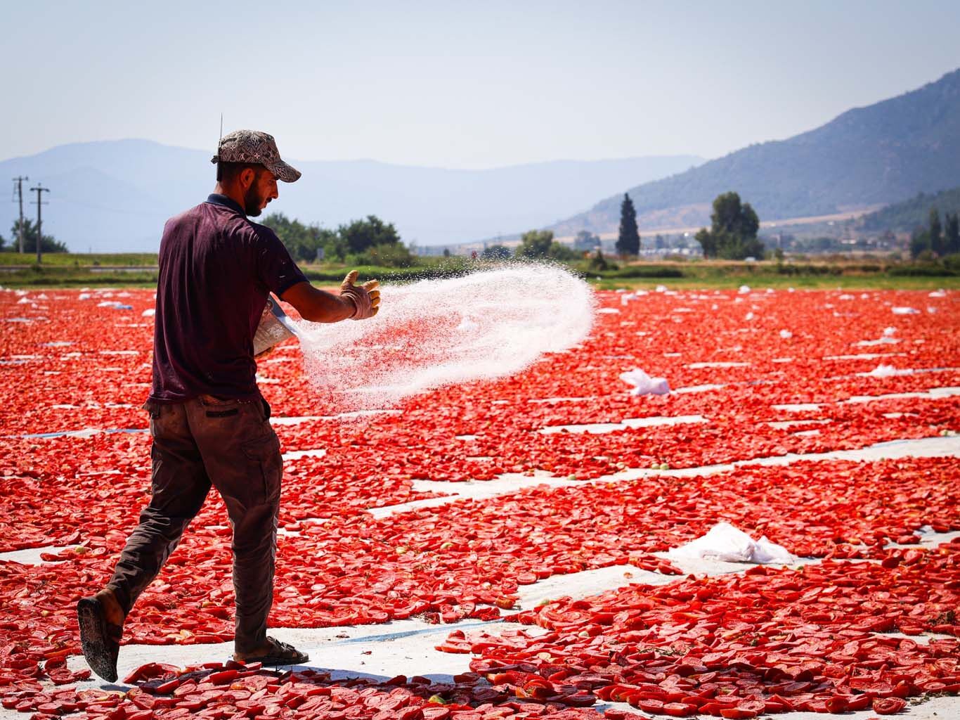 Ovada Kırmızı Altın Mesaisi (2)