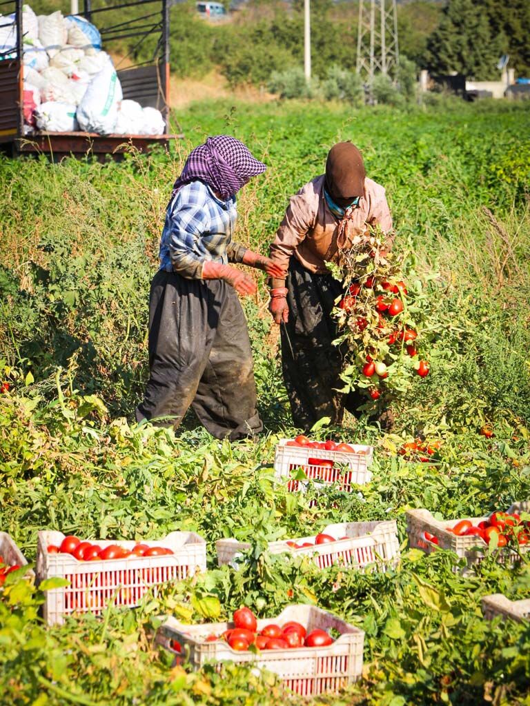 Ovada Kırmızı Altın Mesaisi (4)