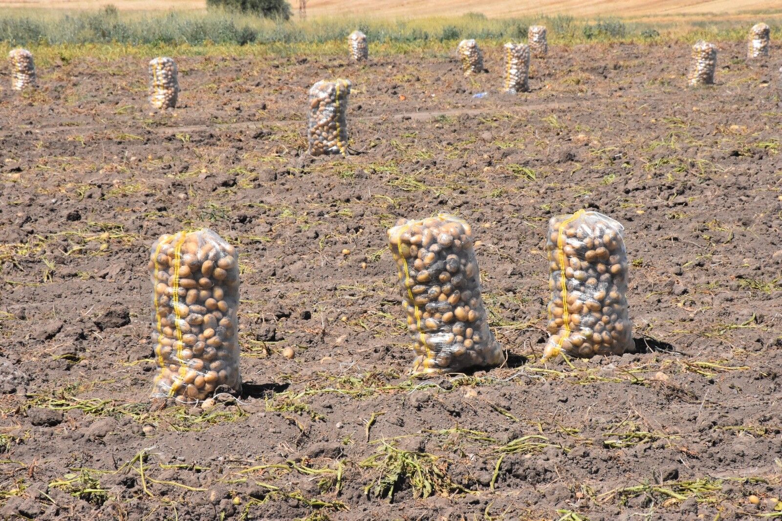 Patates Üretiminde Hasat Dönemi Başladı (2)