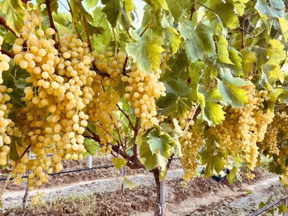 Üreticiye Kritik Uyarı (1)