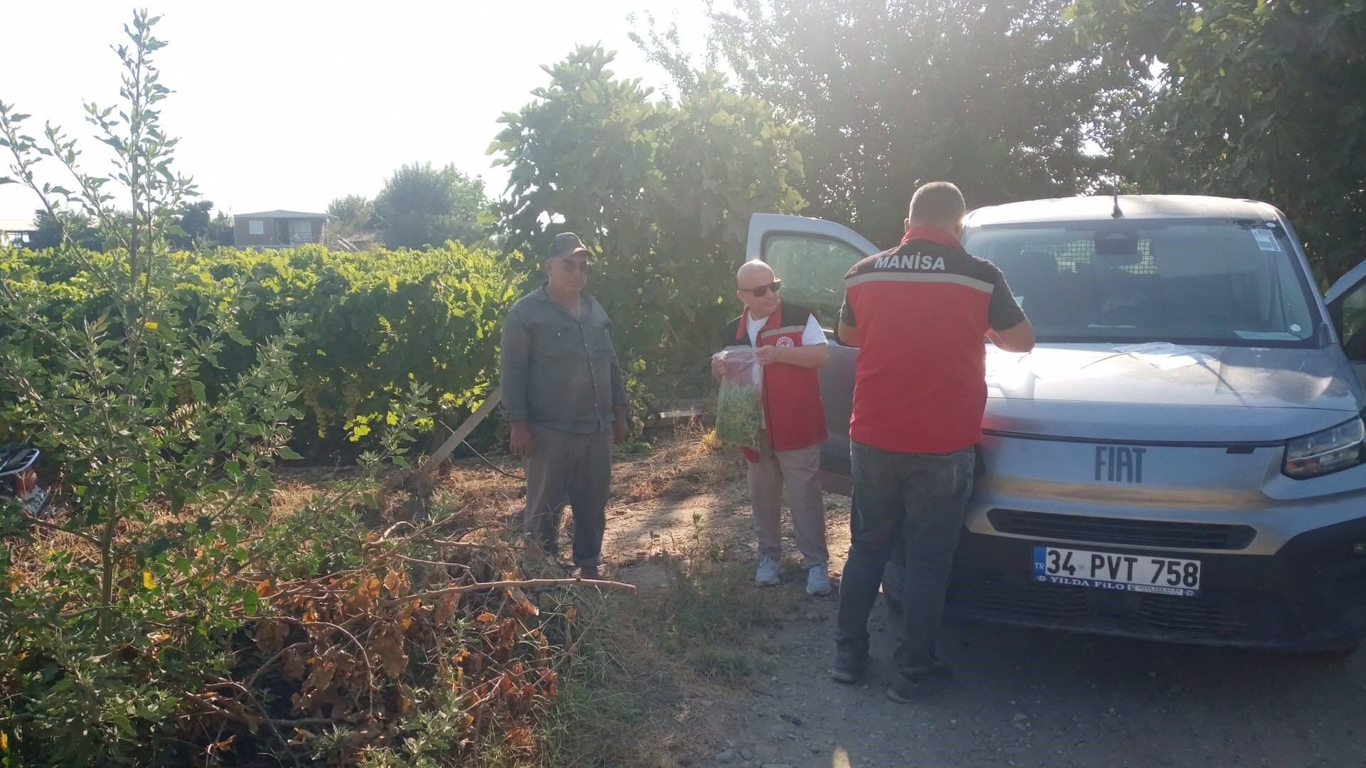 Üzüm Bağlarında Pestisit Alarmı (2)