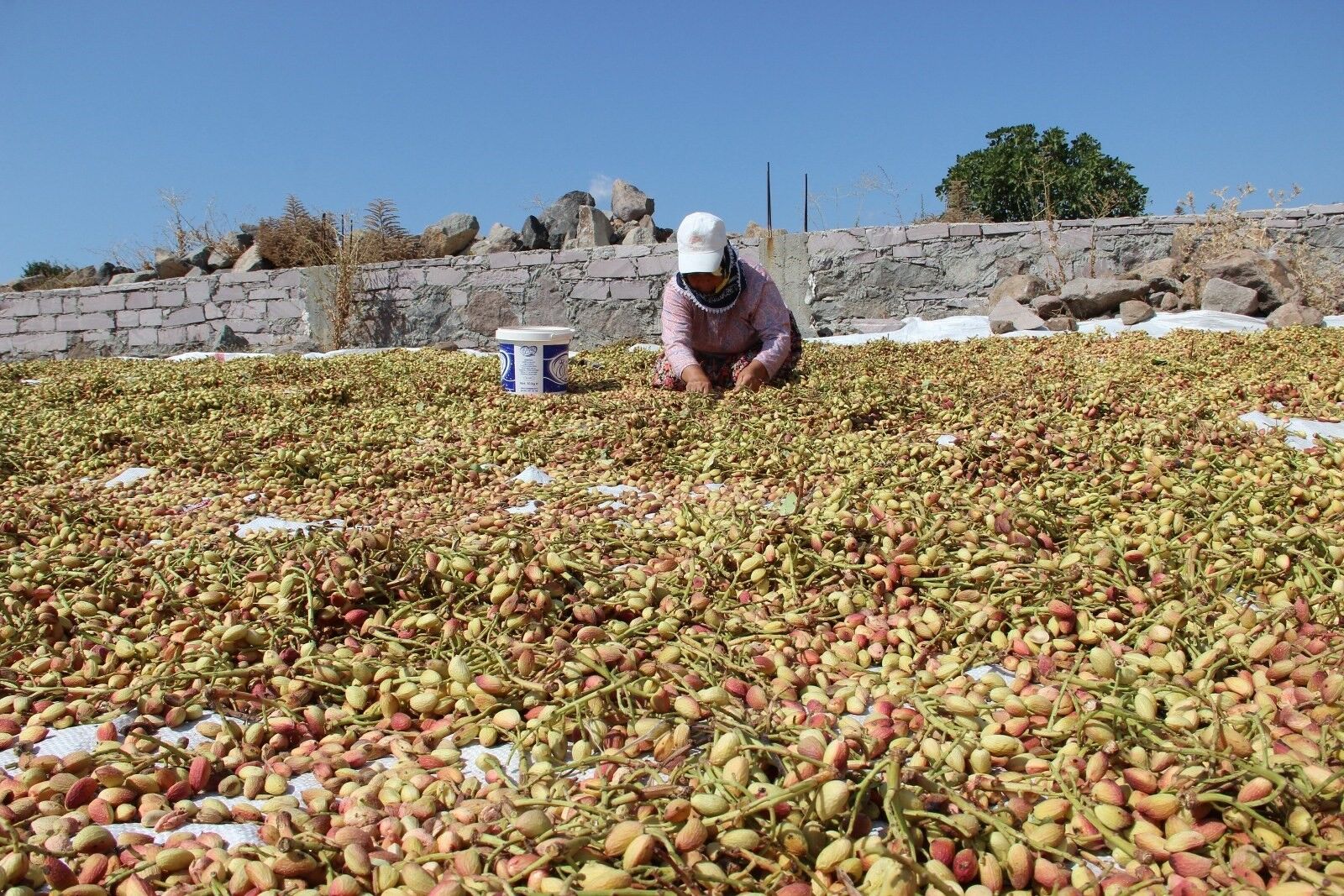 Yuntdağı Fıstığı Için Hasat Şenliği Düzenlenecek (2)