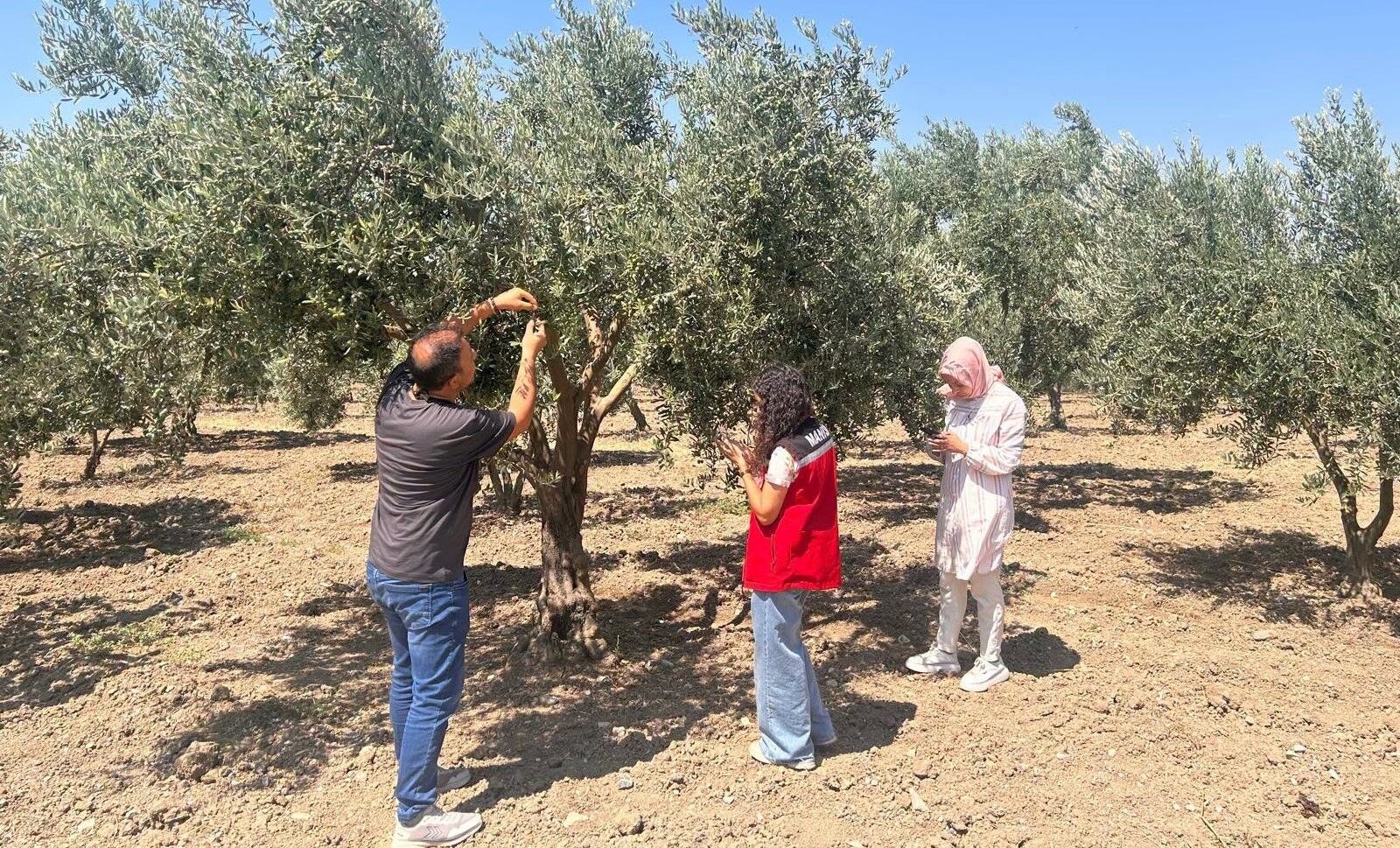 Zeytin Sineği Için Ekipler Harekete Geçti (1)