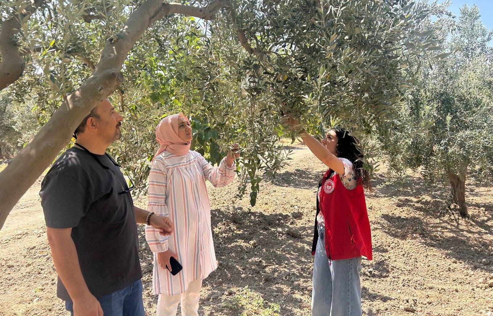 Zeytin Sineği Için Ekipler Harekete Geçti (2)