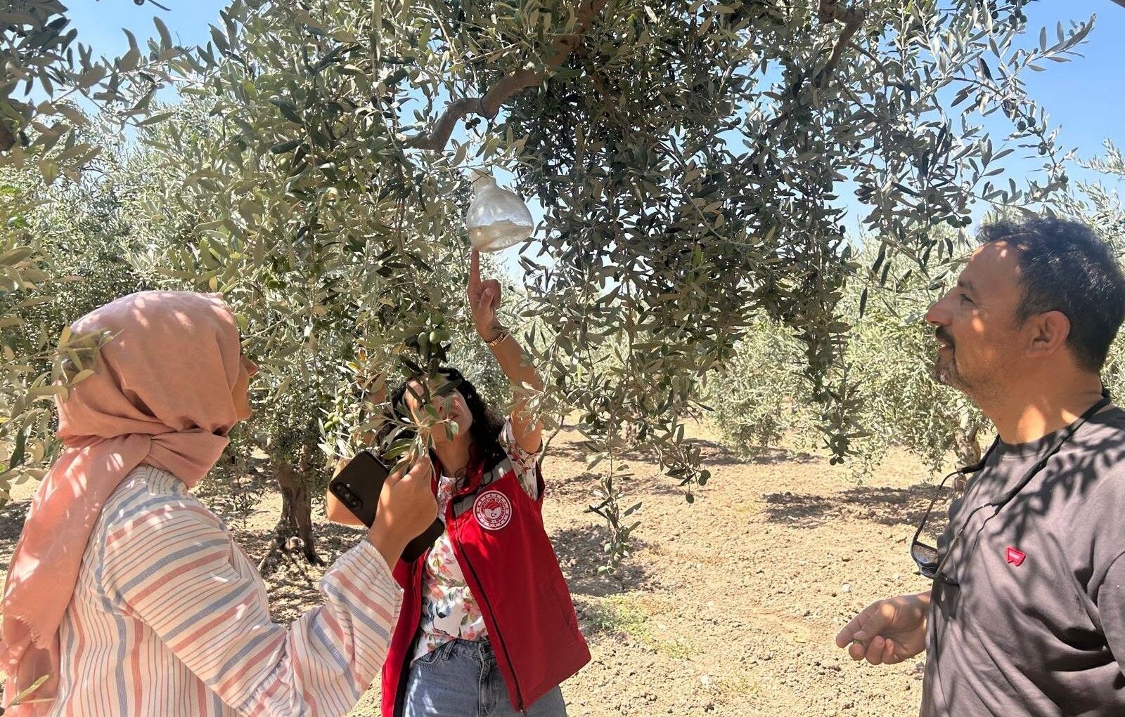 Zeytin Sineği Için Ekipler Harekete Geçti (4)
