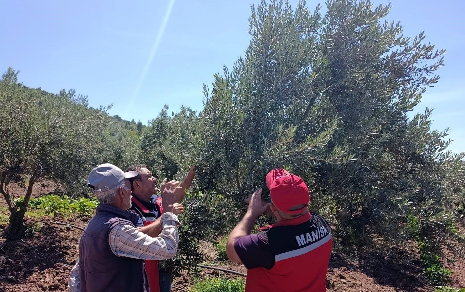 Zeytin Üreticilerine Hastalık Uyarısı (2)