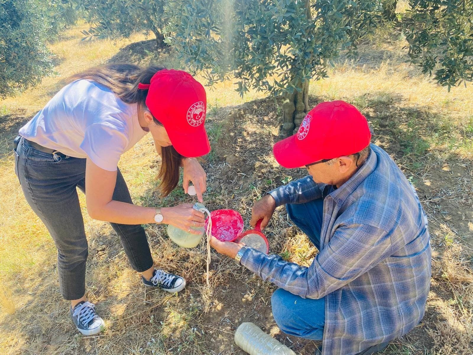 Zeytinde Kritik Uyarı, 3 Gün Içinde Yapılması Gerekiyor (2)