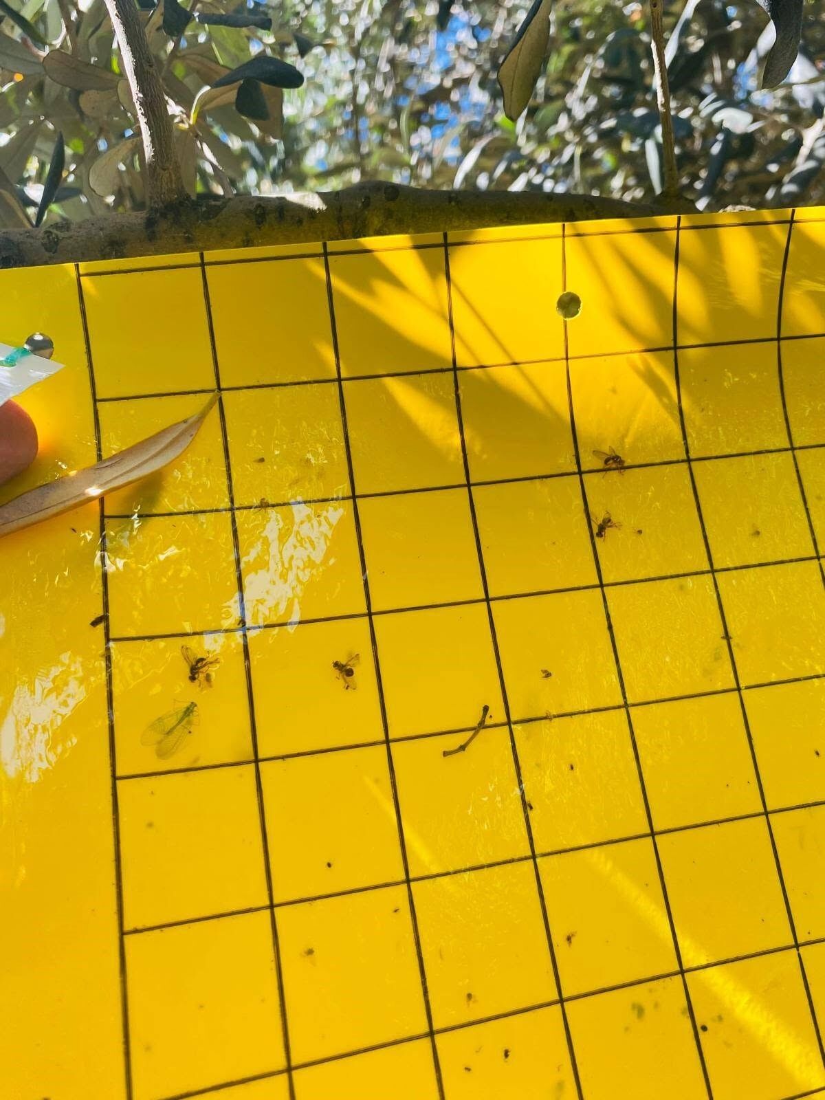 Zeytinde Kritik Uyarı, 3 Gün Içinde Yapılması Gerekiyor (5)