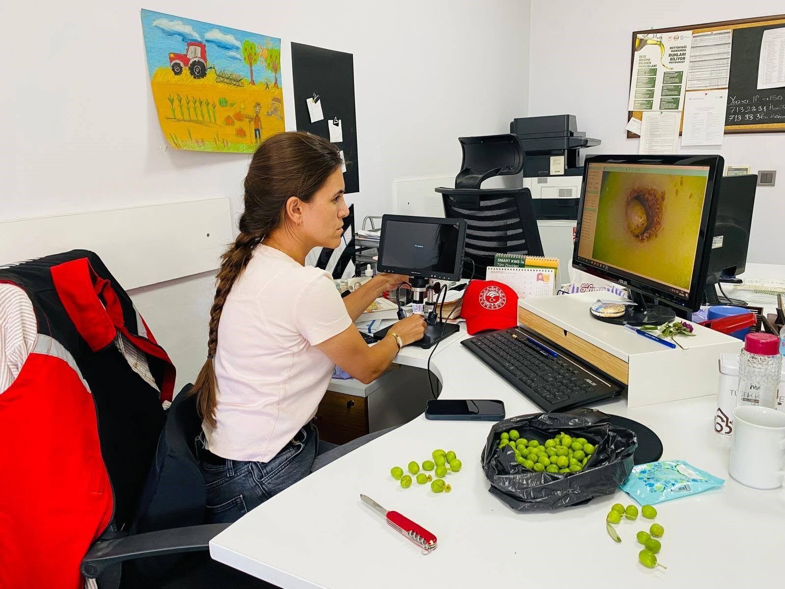 Zeytinde kritik uyarı, 3 gün içinde yapılması gerekiyor