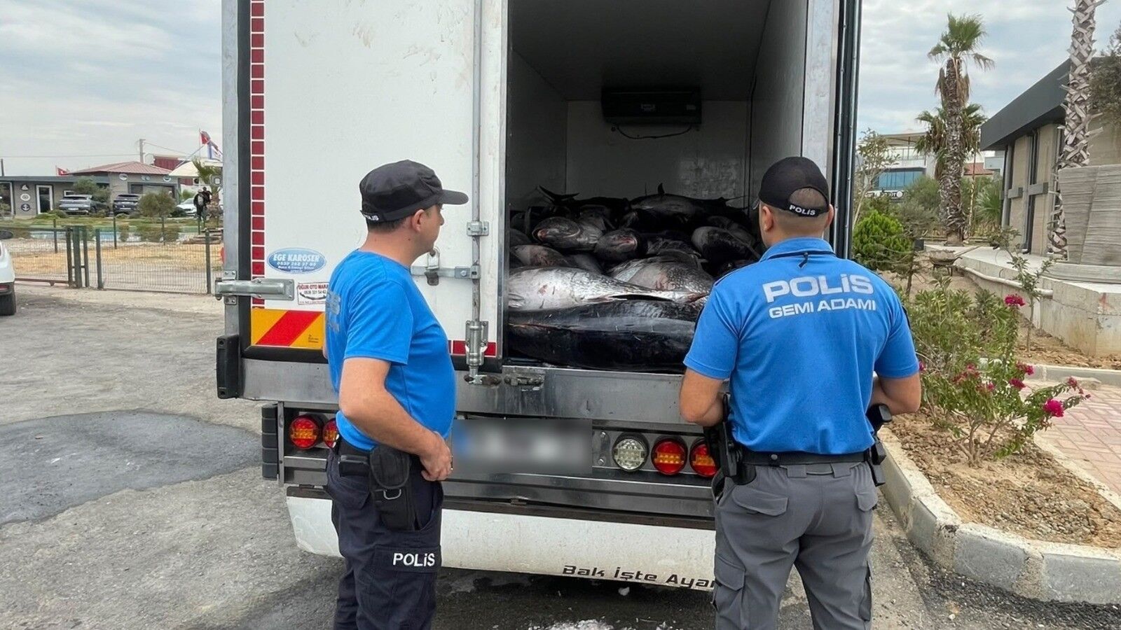 3 Ton Mavi Yüzgeçli Orkinos Ele Geçirildi (2)