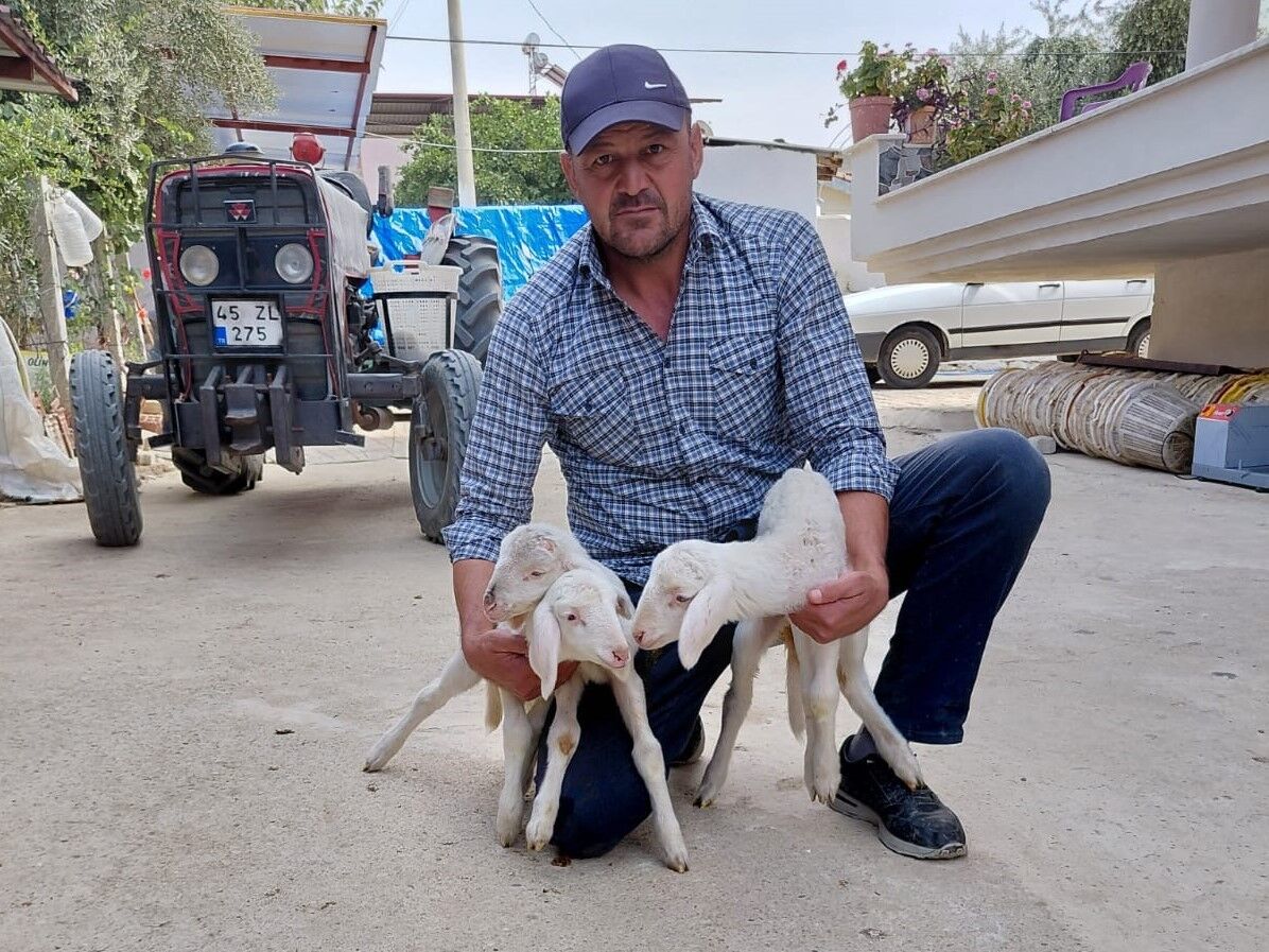 Anne Sütünün Yetmediği Sevimli Kuzular Biberonla Besleniyor (5)