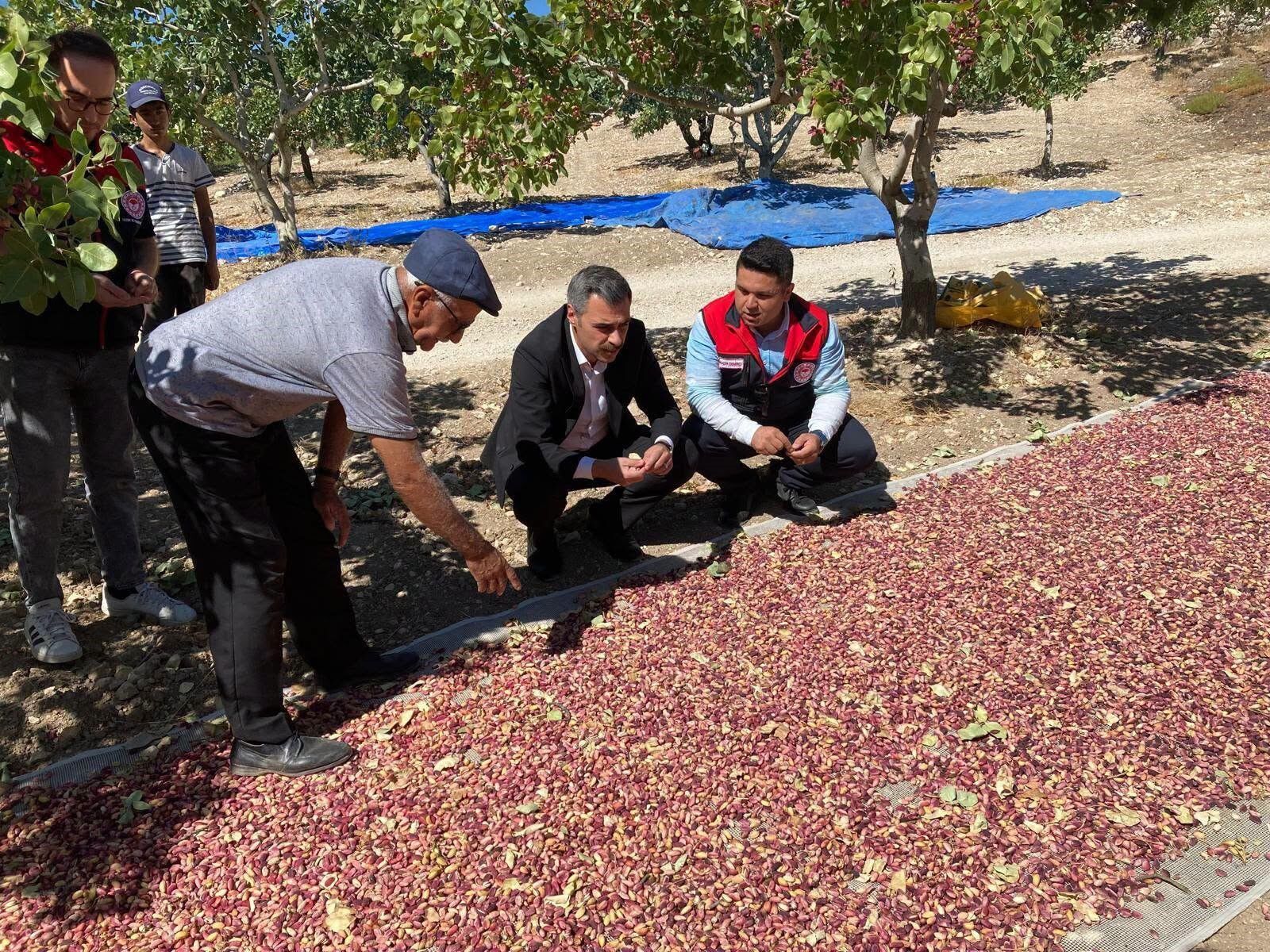 Antep Fıstıkları Üreticinin Yüzünü Güldürüyor (2)
